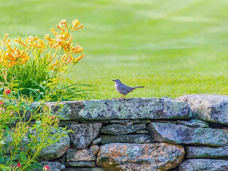dry stone walling in Kendal and the South Lakes