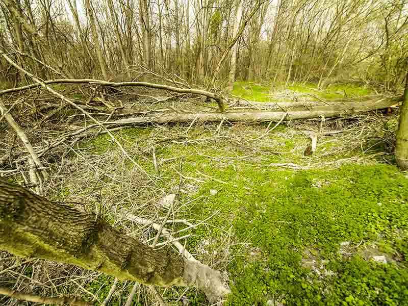 overgrown garden clearance in Kendal and the South Lakes