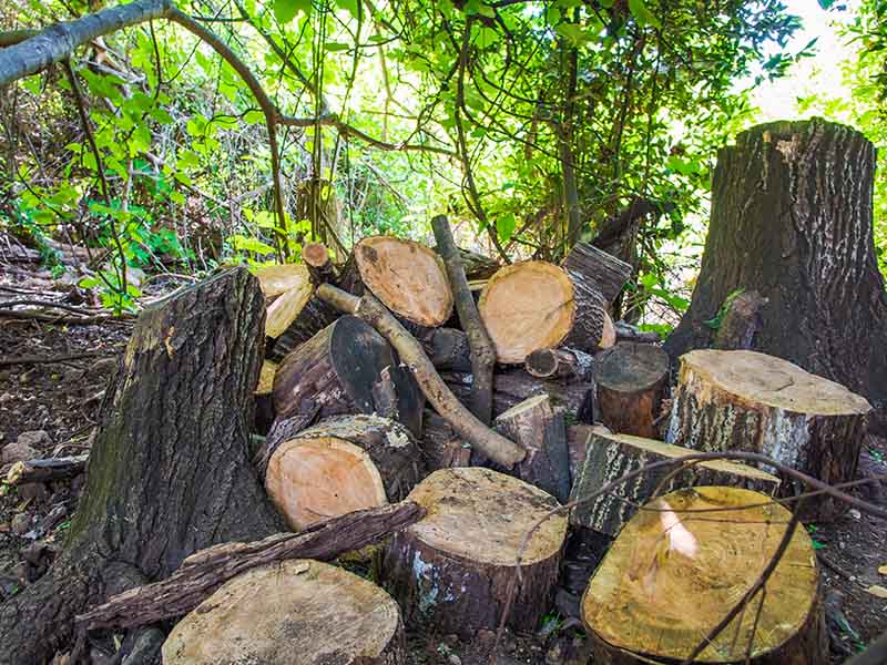 commercial garden clearance in Cumbria and the Lake District