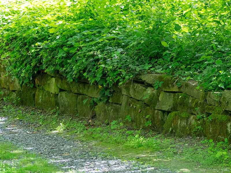 Commercial garden clearance for hotels holiday parks farms and estates in Cumbria